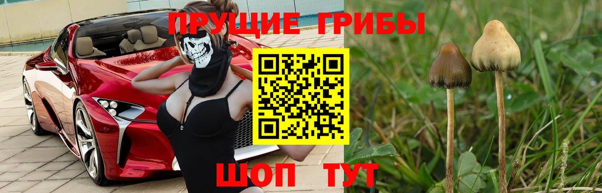 Псилоцибиновые грибы Psilocybine cubensis  Вход с VPN  Сосновоборск 